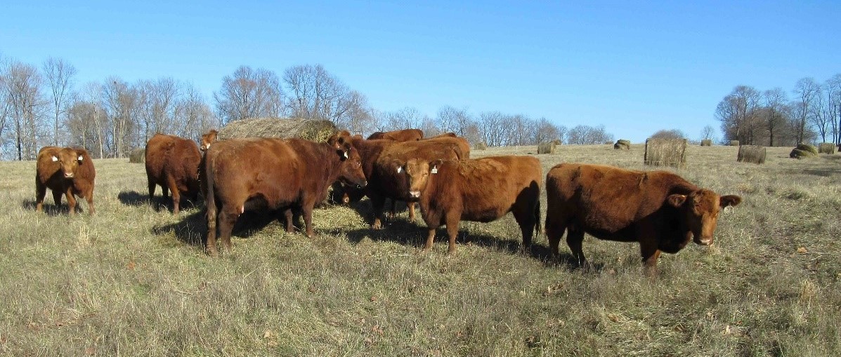 Handful of cattle standing around a round bale in a field, Josh and Melissa Ballard Farm, Shelby County, January 2023