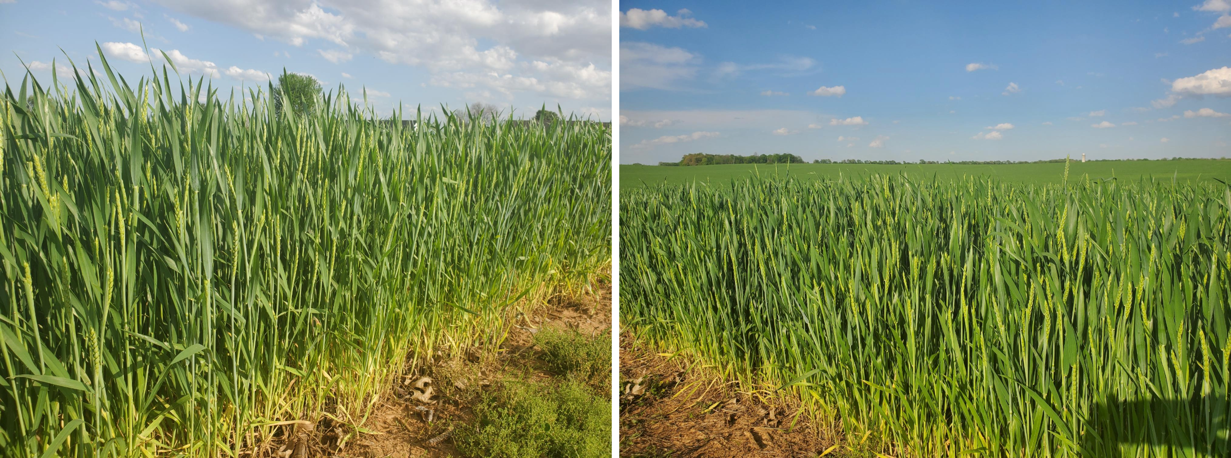 Wheat fields