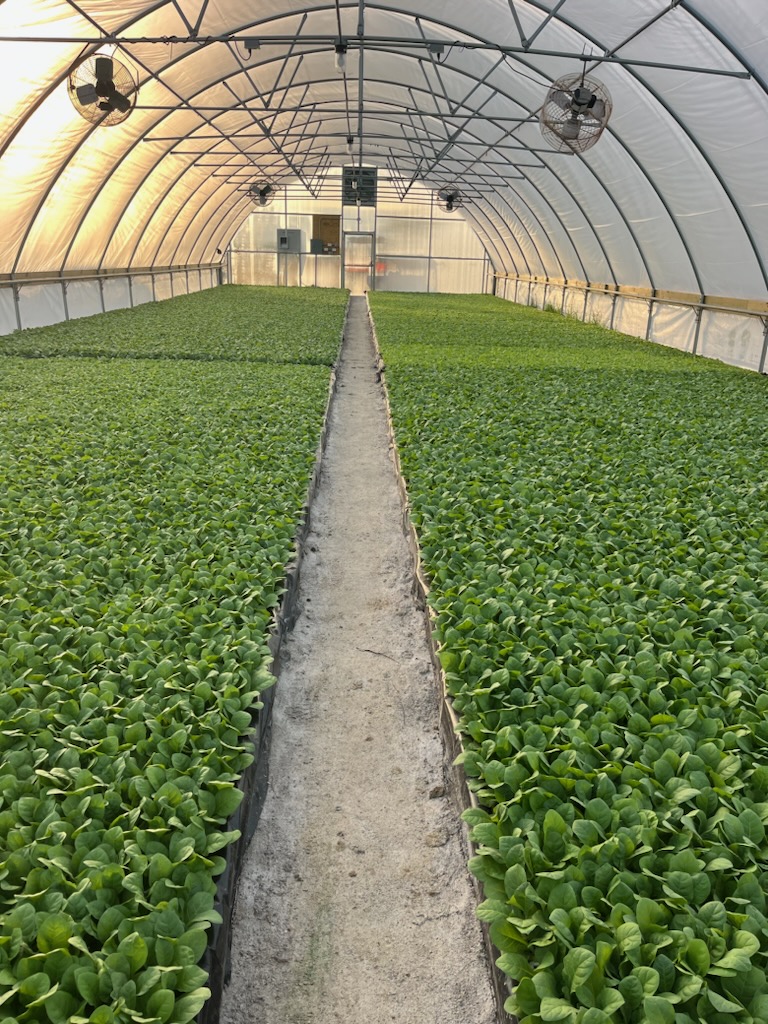 Young tobacco plants in greenhouse