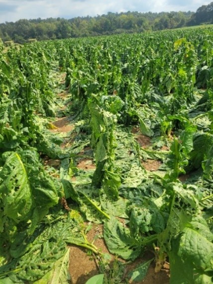 "After" photo of same tobacco field showing damaged plants with majority of leaves on the ground