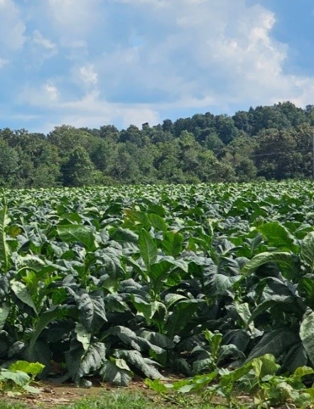 "Before" photo of tobacco plants in field showing upright plants